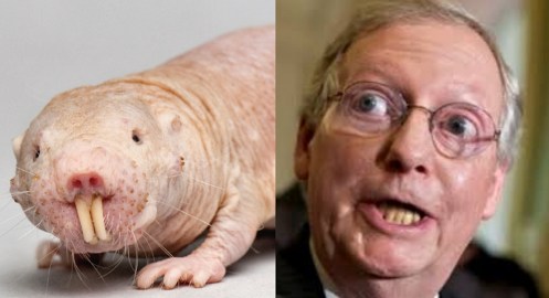 mcconnell molerat